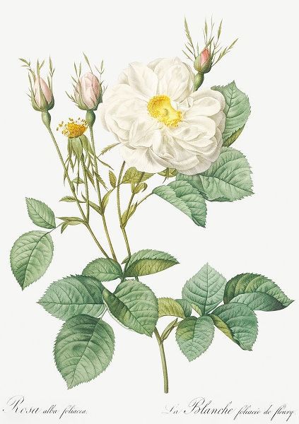 Rosa Alba, White Leaf of Fleury, Rosa alba foliacea
