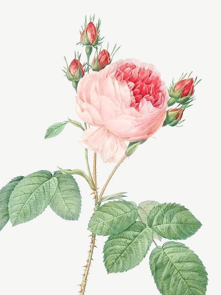 Cabbage Rose, One Hundred Leaved Rose, Rosa centifolia