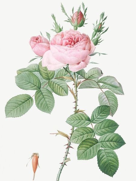 Rosa Bifera Officinalis, Rose of Perfume
