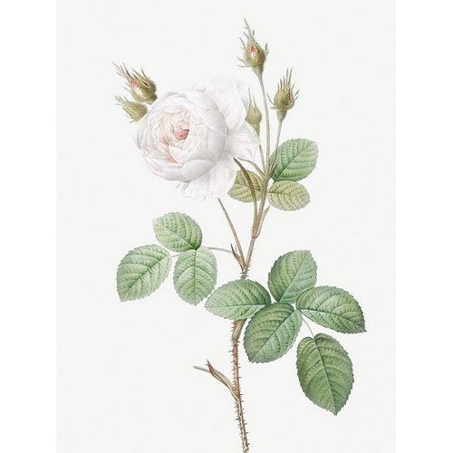 White Moss Rose, Misty Roses with White Flowers, Rosa muscosa alba