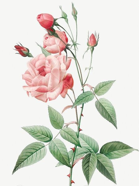 Old Blush China, Common Rose of India, Rosa Indica Vulgaris