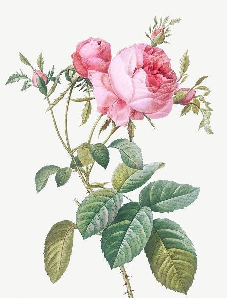 Rose de Mai, Rosa centifolia foliacea