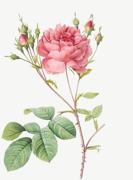 Cumberland Rose, Rosa Centifolia Anglica Rubra