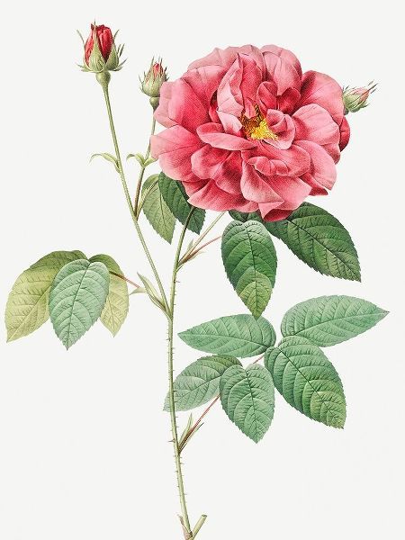French Rose, Ordinary Provins Rosebush, Rosa galluca offuenalis