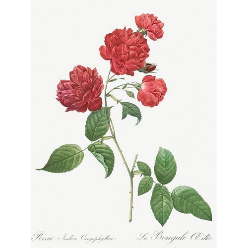 Red Cabbage Rose, Bengal eyelet, Rosa indica caryophyllea