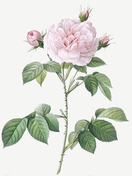 Royal White Rose, Rosa alba regalis