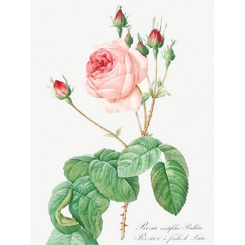 Cabbage Rose, Rosebush with Lettuce Leaves, Rosa centifolia bullata