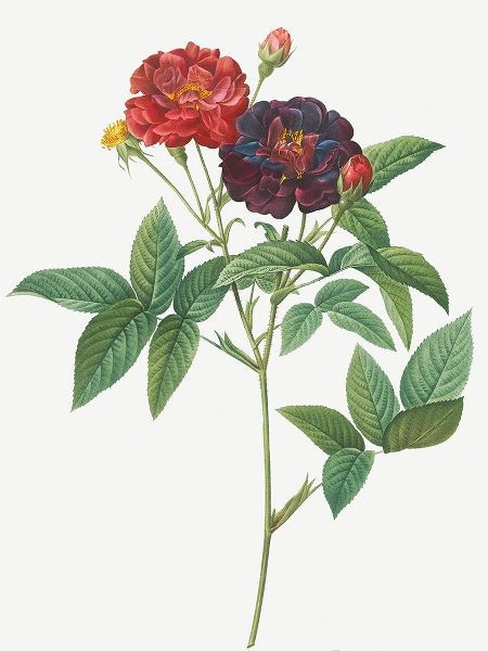 Rose of Van Eeden, Rosa gallica purpurea velutina, parva