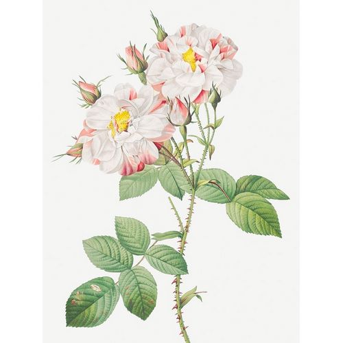Damask Rose, York and Lancaster Rose, Rosa damascena variegata