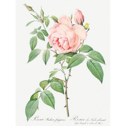 Rosa indica fragrans, Fragrant Rosebush