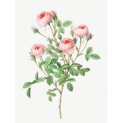 Burgundian Rose, Rosa pomponia