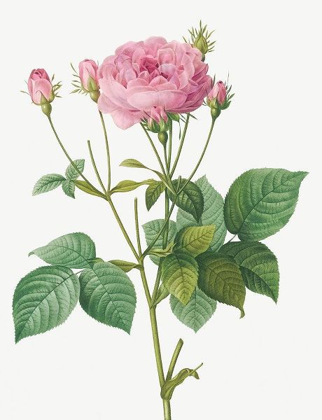 Rosa Gallica Granules, Rosebush of France with Pomegranate