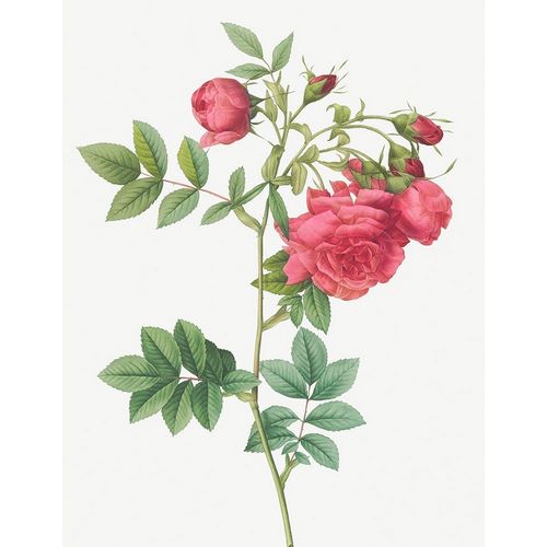 Turnip Roses, Rosa rapa