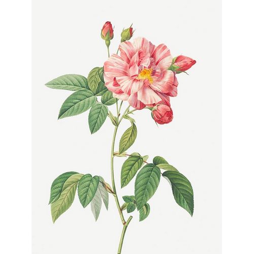 Rosa Mundi, French Rosebush with Varigated Flowers, Rosa gallica versicolor