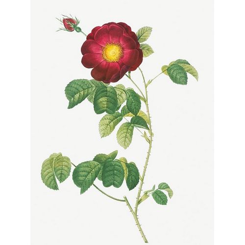 Simple Flowered French Rose, Rosa reclinata flore simplici