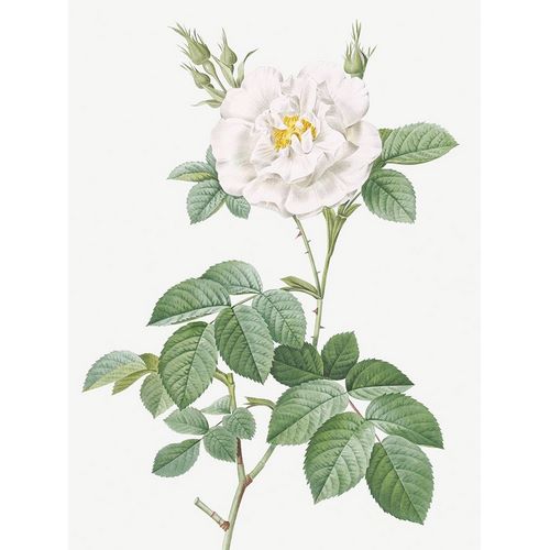 Rosa Alba Flore Pleno, Ordinary White Rose