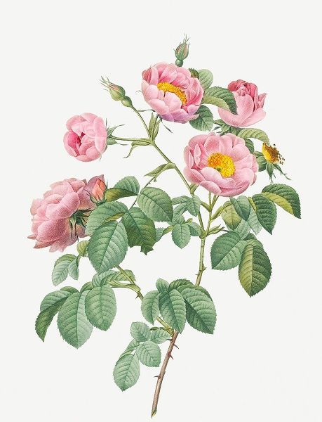 Tomentose Rose, Rosebush with Soft Leaves, Rosa mollissima