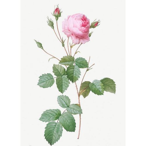 Crenate Leaved Cabbage Rose, Rosa centifolia crenata