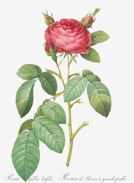 Gallic Rose, Rose of Provins with Large Leaves, Rosa gallica latifolia