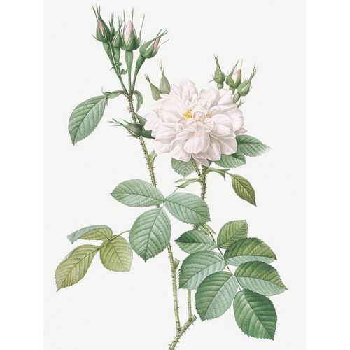 Autumn Damask Rose, Rosebush of the Four Seasons with White Flowers, Rosa bifera alba