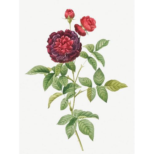 Guerins Rose, One Hundred-Leaved Rose, Rosa gallica gueriniana