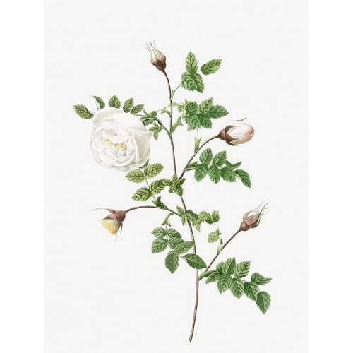 Silver Flowered Hispid Rose, Rosa hispida argentea
