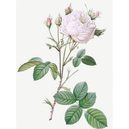 Cabbage Rose White Provence, Unique Blance, Rosa centifolia mutabilis