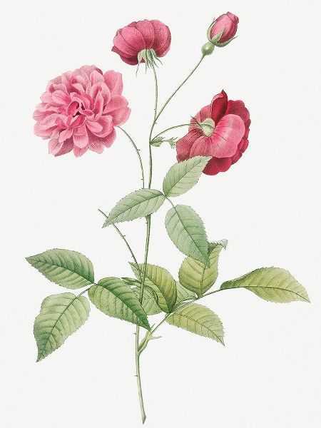 China Rose, Bengal Animating, Rosa indica dichotoma