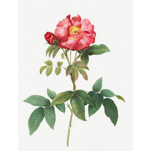 Bluish Leaved Provins Rose, Rosa gallica caerulea