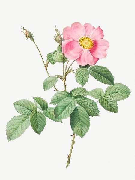 Single Flowered Cabbage Rose, Rosa centifolia simplex