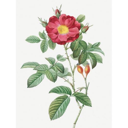 Red Portland Rose, Rosa damascena coccinea