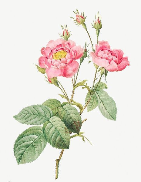 Rosa centifolia anemonoides, The Anemone Centuries