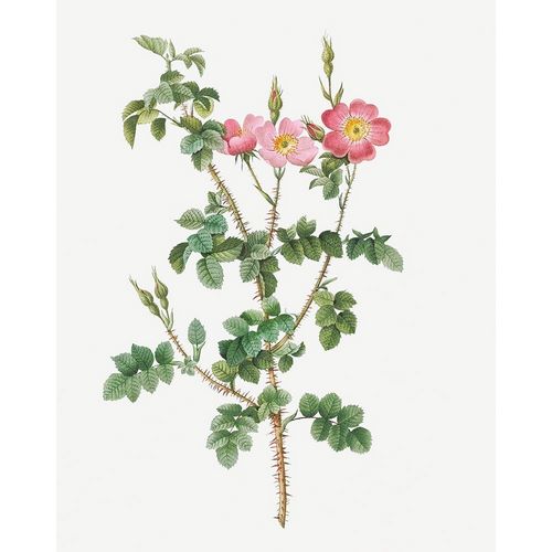 Prickly Sweet Briar Rose with Dusty Pink Flowers, Rosa rubiginosa aculeatissima