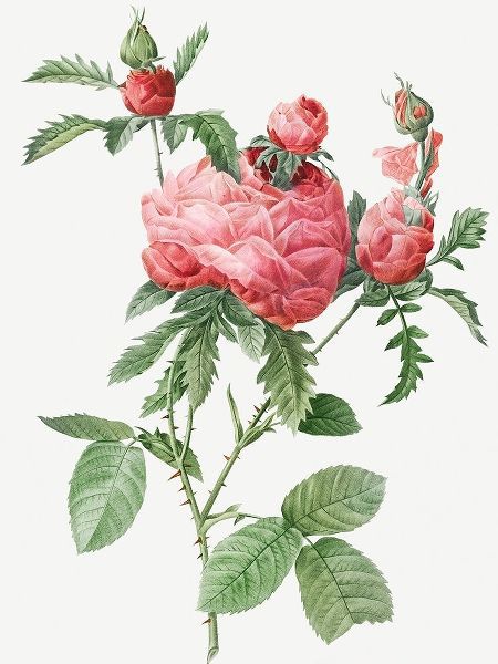 Cabbage Rose bloom, One Hundred Leaved Rose, Rosa centifolia prolifera foliacea