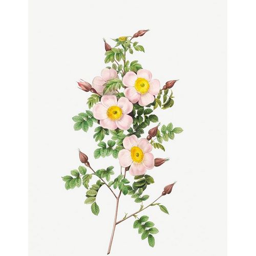 Rosa pimpinellifolia, Burnet Rose, Rosa pimpinelli-folia inermis