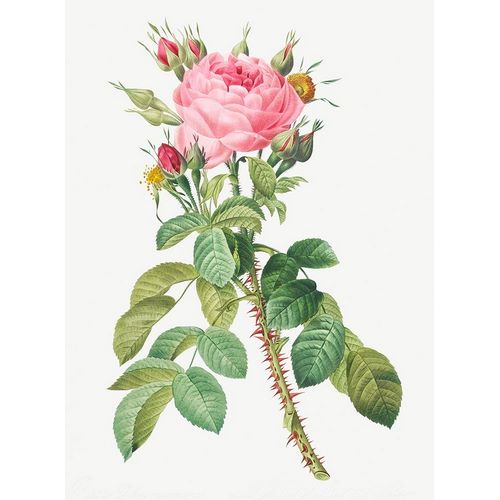 Rosa bifera macrocarpa, Lelieurs Four Seasons Rose