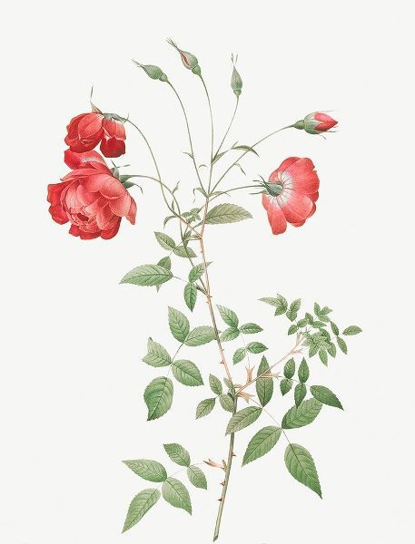 Red Rose, Bengal in Bouquet, Rosa indica sertulata