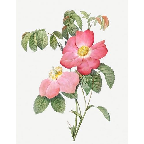Pink French Rose, Provins Rosebush with Pink and Simple Flowers