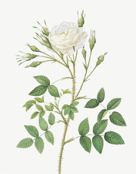 Rose of Rosenberg, Rosa rosenbergiana