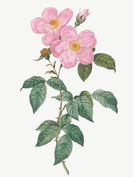Single Tea Scented Rose, Rosa indica fragrans flore simplici