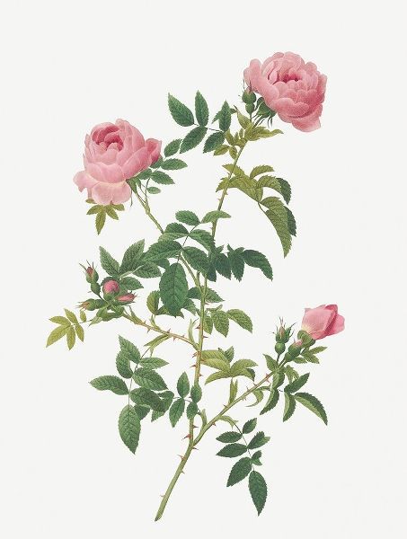 Hundred-petalled English Rose, Rose of the Hedges with semi-double flowers
