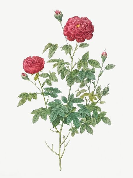 Burgundy Cabbage Rose, Pompon of Burgundy, Rosa pomponia Burgundiaca