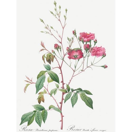 Pink Noisette, Rosa noisettiana purpurea