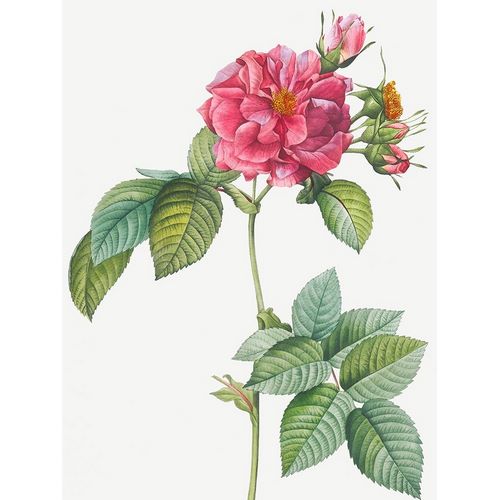 Rosa turbinata, Rose of Frankfurt