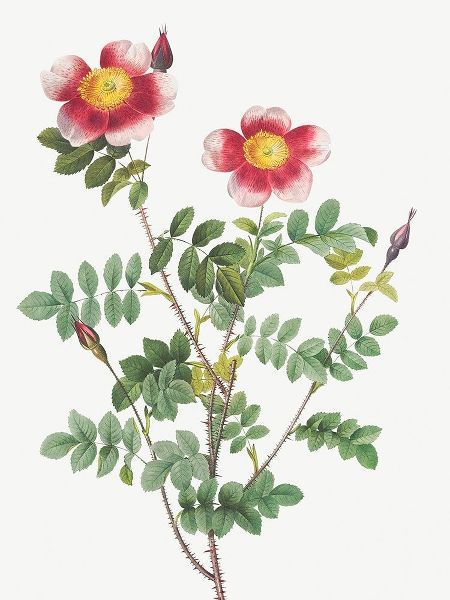 Burnet Rose, Rosa pimpinellifolia flore variegato