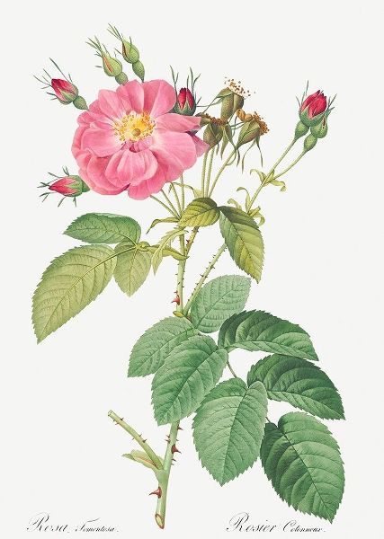 Harsh Downy Rose, Cotton Rose, Rosa tomentosa