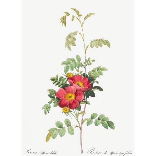 Alpine Rose, Rosebush of Alpes with Weak Stems, Rosa alpina debilis