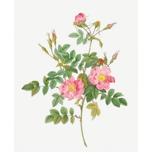 Sweet Briar, Rusty Rose with Semi-Double Flowers, Rosa rubiginosa flore semi-pleno
