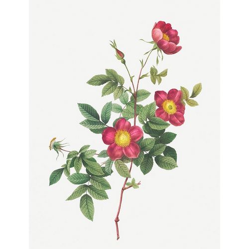 Alpine Rose, Common Alpine Rose Garden, Rosa Alpina vulgaris