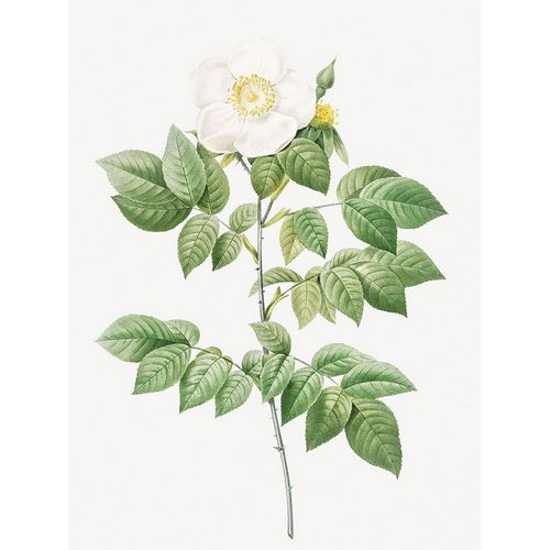 Leschenaults Rose, Rose Bush, Rosa sempervirens leschenaultiana